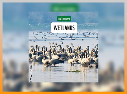 c5cd7b_b61633adb1b946d4a83716d464456cef~mv2 (1)